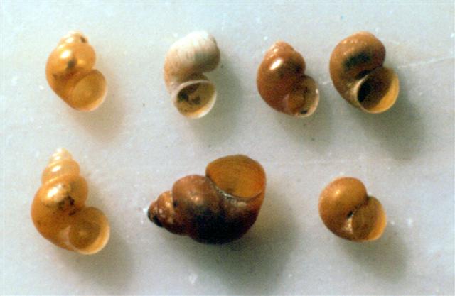 Variabilità del nicchio di Pseudamnicola conovula